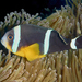Mauritian Anemonefish - Photo (c) Jean-Paul Cassez, some rights reserved (CC BY-NC), uploaded by Jean-Paul Cassez