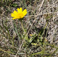 Arnica fulgens