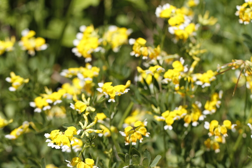 Image of Hosackia pinnata by (c) J Straka, some rights reserved (CC BY)