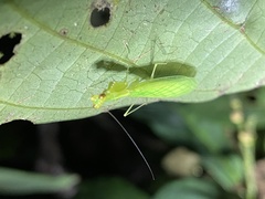 Nilomantis