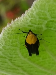 Oecophora bractella