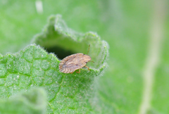 Sciocoris sulcatus