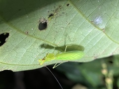 Nilomantis