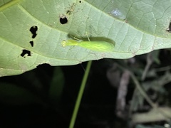 Nilomantis