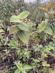 Miconia domociliata