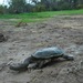 Southwestern Snake-necked Turtle - Photo (c) Grover J. Brown, some rights reserved (CC BY-NC), uploaded by Grover J. Brown