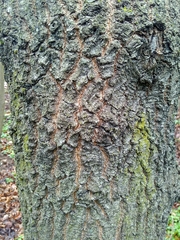 Quercus