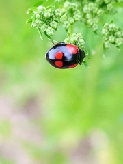 Adalia bipunctata
