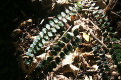 Pellaea rotundifolia