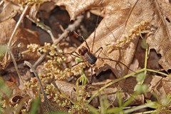 Protolophus rossi