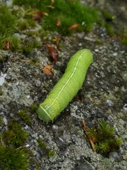 Orthosia cerasi
