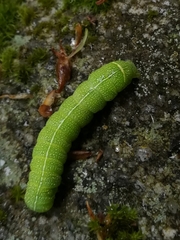 Orthosia cerasi
