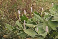 Pontederia sagittata