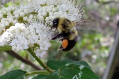 Bombus impatiens image