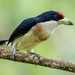 White-mantled Barbet - Photo (c) David Monroy R, some rights reserved (CC BY-NC), uploaded by David Monroy R