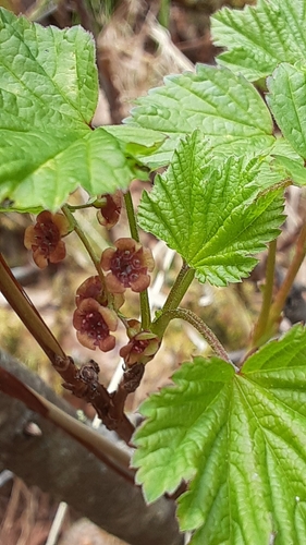northern redcurrant
