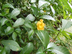 Tabernaemontana grandiflora