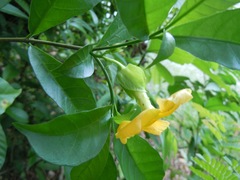 Tabernaemontana grandiflora