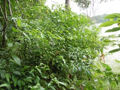 Tabernaemontana grandiflora