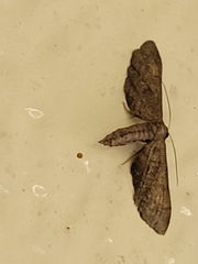 Protoproutia laredoata