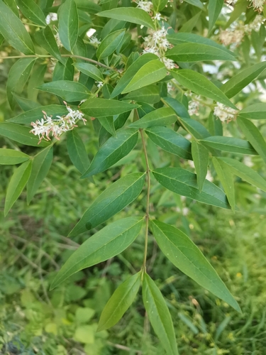 Syrian-privet (Fontanesia fortunei)
