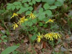 Tephroseris longifolia