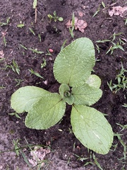 Borago