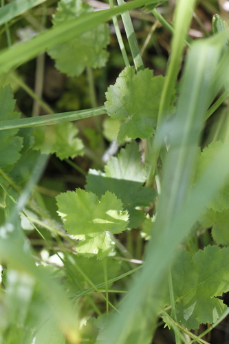 Heuchera micrantha