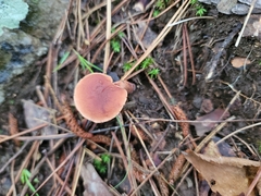 Guepinia helvelloides