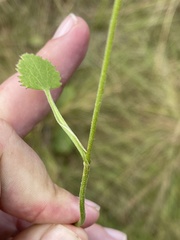 Pimpinella caffra