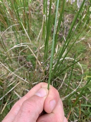 Juncus acutiflorus