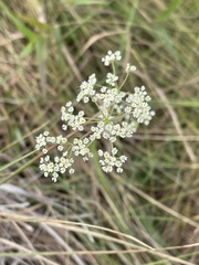 Pimpinella caffra