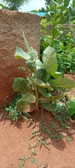 Calotropis procera image