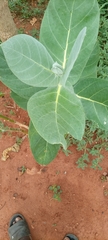 Calotropis procera image