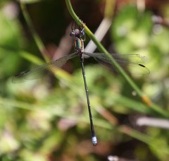 Chlorolestes conspicuus