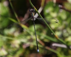 Chlorolestes conspicuus