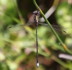 Chlorolestes conspicuus