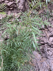 Tecoma stans angustata