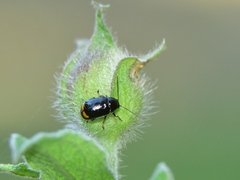 Cryptocephalus renatae
