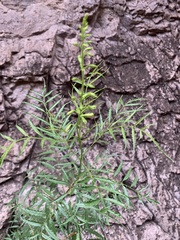 Tecoma stans angustata