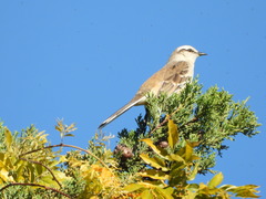 Mimus saturninus