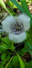 Calochortus tolmiei