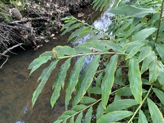 Hedychium flavescens