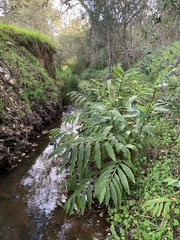 Hedychium flavescens