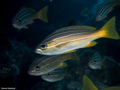 Parapristipoma octolineatum