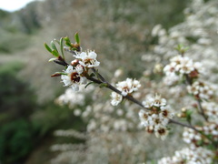 Kunzea robusta