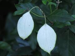 Mussaenda parviflora