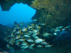 Parapristipoma octolineatum