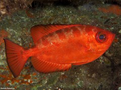 Heteropriacanthus fulgens