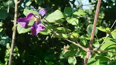 Clematis viticella